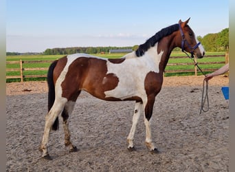 Andere Rassen, Merrie, 2 Jaar, 148 cm, Gevlekt-paard