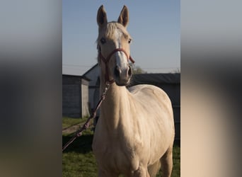 Andere Rassen, Merrie, 2 Jaar, 150 cm, Palomino
