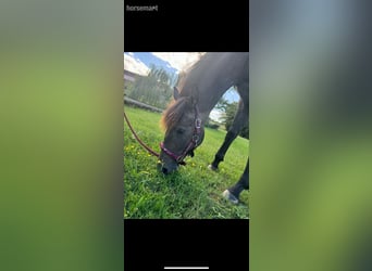 Andere Rassen, Merrie, 2 Jaar, 157 cm, Roan-Bay