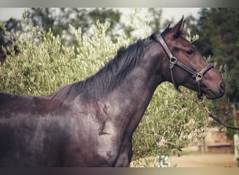 Andere Rassen, Merrie, 2 Jaar, 165 cm, Donkerbruin