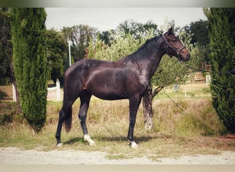 Andere Rassen, Merrie, 2 Jaar, 165 cm, Donkerbruin