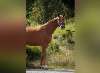 Andere Rassen, Merrie, 2 Jaar, 165 cm, Vos