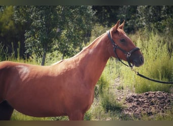 Andere Rassen, Merrie, 2 Jaar, 165 cm, Vos