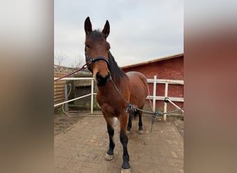 Andere Rassen, Merrie, 2 Jaar, 170 cm, Bruin