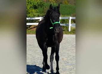 Andere Rassen, Merrie, 2 Jaar, Zwartbruin