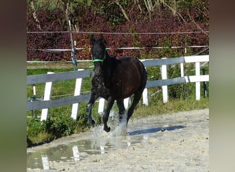 Andere Rassen, Merrie, 2 Jaar, Zwartbruin