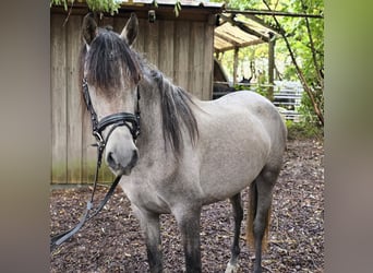 Sonstige Rassen, Stute, 3 Jahre, 146 cm, Schimmel