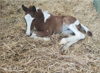 Andere Rassen, Merrie, 3 Jaar, 148 cm, Gevlekt-paard