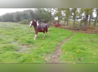 Andere Rassen, Merrie, 3 Jaar, 148 cm, Gevlekt-paard