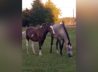 Andere Rassen, Merrie, 3 Jaar, 148 cm, Gevlekt-paard