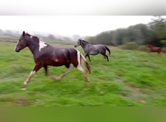 Andere Rassen, Merrie, 3 Jaar, 148 cm, Gevlekt-paard