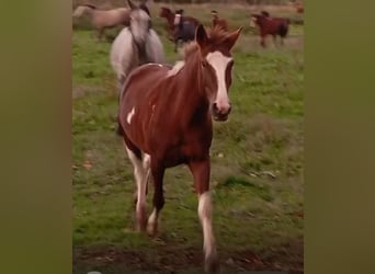 Andere Rassen, Merrie, 3 Jaar, 148 cm, Gevlekt-paard