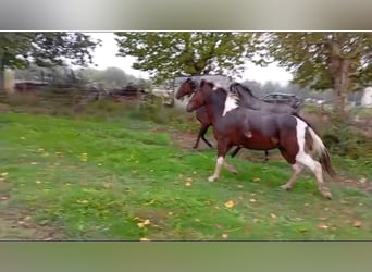 Andere Rassen, Merrie, 3 Jaar, 148 cm, Gevlekt-paard