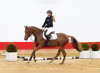 Andere Rassen, Merrie, 3 Jaar, 149 cm, Donkere-vos