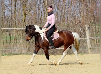 Andere Rassen, Merrie, 3 Jaar, 150 cm, Gevlekt-paard