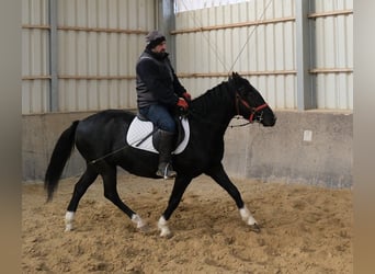 Andere Rassen, Merrie, 3 Jaar, 150 cm, Gevlekt-paard