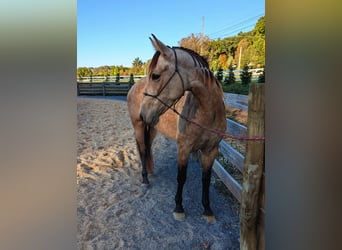 Andere Rassen Mix, Merrie, 3 Jaar, 152 cm, Buckskin
