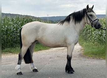 Andere Rassen Mix, Merrie, 3 Jaar, 153 cm, Falbe