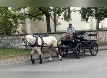 Andere Rassen Mix, Merrie, 3 Jaar, 153 cm, Falbe