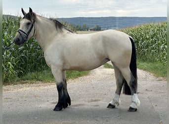 Andere Rassen Mix, Merrie, 3 Jaar, 153 cm, Falbe