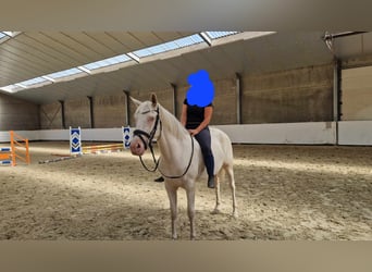 Andere Rassen, Merrie, 3 Jaar, 154 cm, Cremello