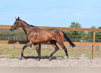 Andere Rassen, Merrie, 3 Jaar, 155 cm, Bruin