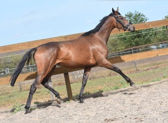 Andere Rassen, Merrie, 3 Jaar, 155 cm, Bruin