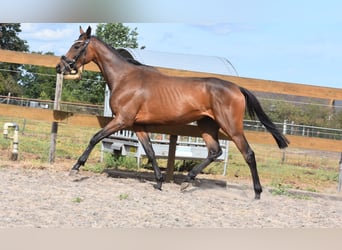 Andere Rassen, Merrie, 3 Jaar, 155 cm, Bruin