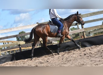 Andere Rassen, Merrie, 3 Jaar, 155 cm, Bruin