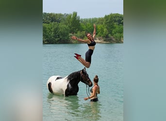 Andere Rassen, Merrie, 3 Jaar, 155 cm, Gevlekt-paard