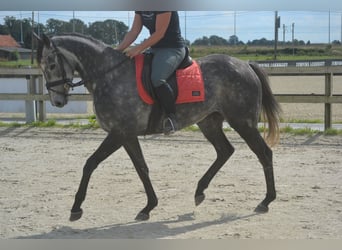 Andere Rassen, Merrie, 3 Jaar, 157 cm, Schimmel