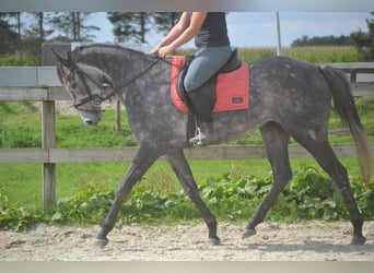 Andere Rassen, Merrie, 3 Jaar, 157 cm, Schimmel