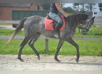 Andere Rassen, Merrie, 3 Jaar, 157 cm, Schimmel