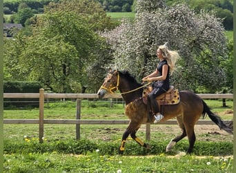 Andere Rassen, Merrie, 3 Jaar, 158 cm, Bruin