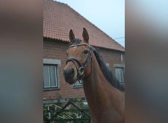 Andere Rassen, Merrie, 3 Jaar, 160 cm, Bruin