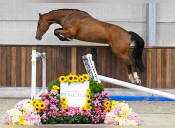 Andere Rassen, Merrie, 3 Jaar, 161 cm