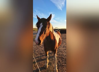 Andere Rassen Mix, Merrie, 3 Jaar, 162 cm, Gevlekt-paard