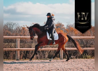 Andere Rassen, Merrie, 3 Jaar, 163 cm, Bruin