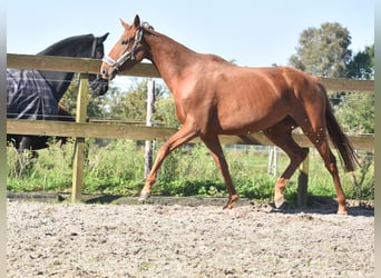 Andere Rassen, Merrie, 3 Jaar, 168 cm, Vos