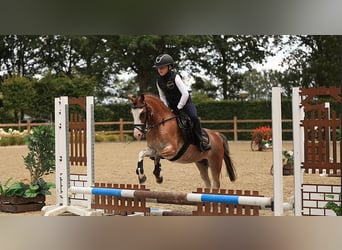 Andere Rassen, Merrie, 4 Jaar, 116 cm