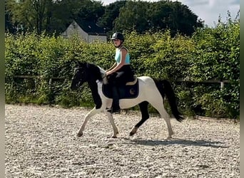 Andere Rassen, Merrie, 4 Jaar, 125 cm, Gevlekt-paard