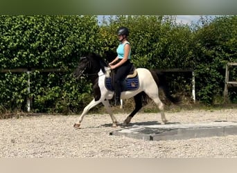 Andere Rassen, Merrie, 4 Jaar, 125 cm, Gevlekt-paard