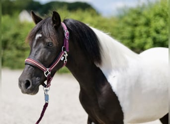 Andere Rassen, Merrie, 4 Jaar, 125 cm, Gevlekt-paard