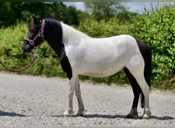 Andere Rassen, Merrie, 4 Jaar, 125 cm, Gevlekt-paard