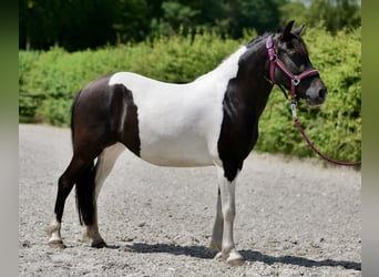 Andere Rassen, Merrie, 4 Jaar, 125 cm, Gevlekt-paard