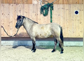 Andere Rassen Mix, Merrie, 4 Jaar, 140 cm, Falbe