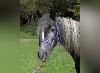 Andere Rassen Mix, Merrie, 4 Jaar, 143 cm, Gevlekt-paard