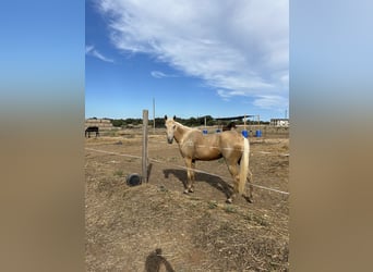 Andere Rassen Mix, Merrie, 4 Jaar, 143 cm, Palomino