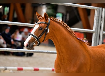 Andere Rassen, Merrie, 4 Jaar, 143 cm, Vos