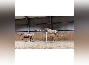 Andere Rassen Mix, Merrie, 4 Jaar, 147 cm, Rood schimmel